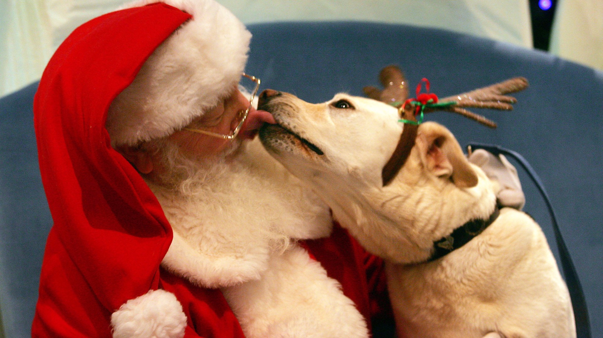 Tips for prepping your dog for a photo with Santa | 12news.com